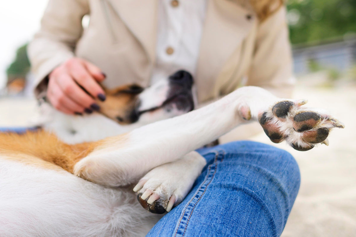 Artrosis en perros mayores: señales tempranas que muchos dueños confunden con "hacerse viejo"