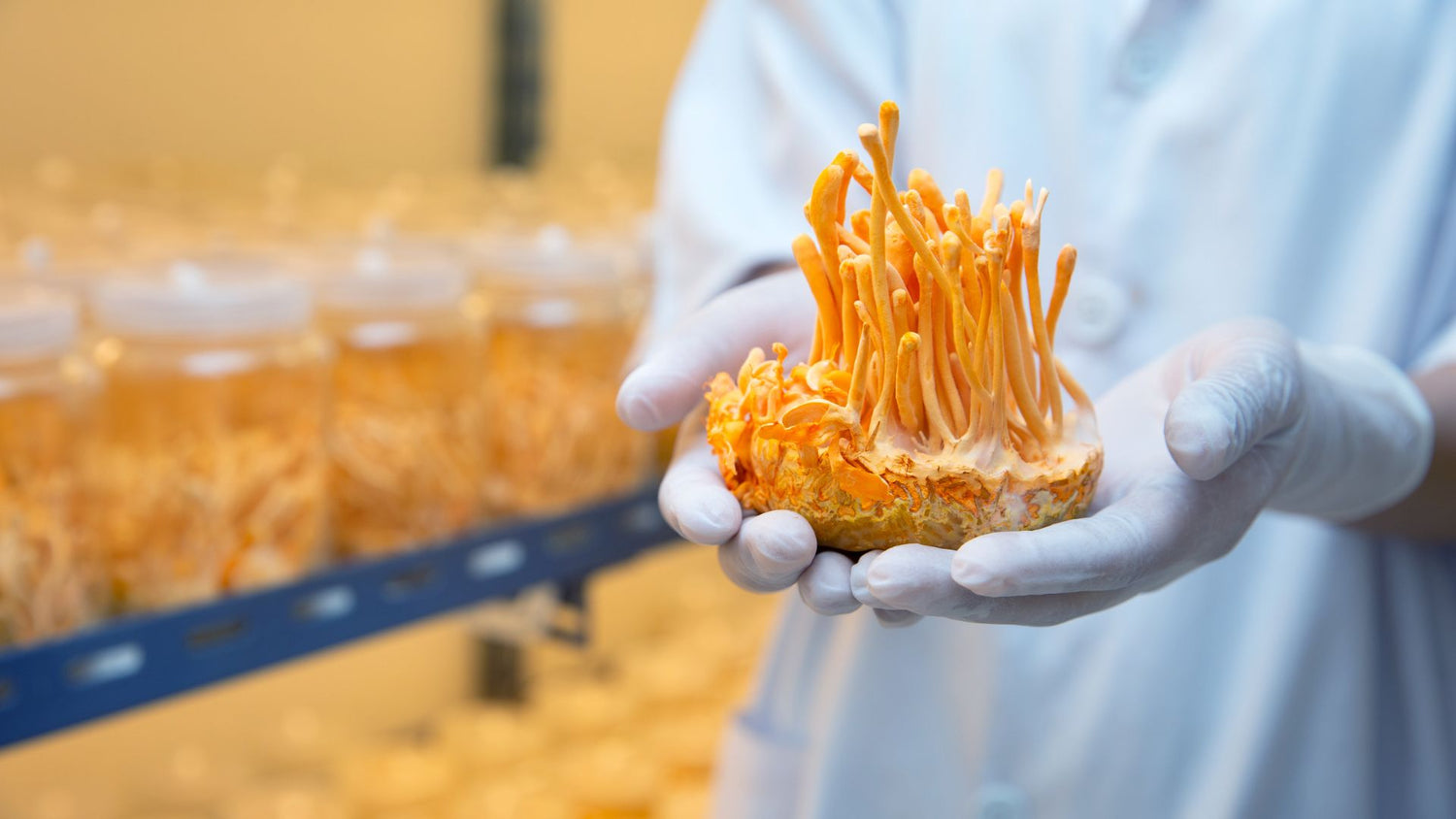 Complementos alimenticios con Micoterapia