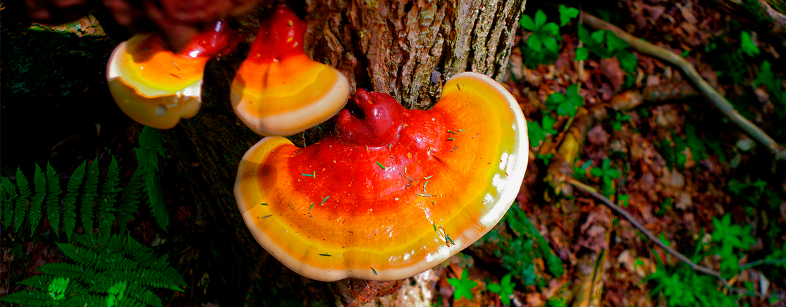 El hongo REISHI es el nuevo superalimento de las celebrities