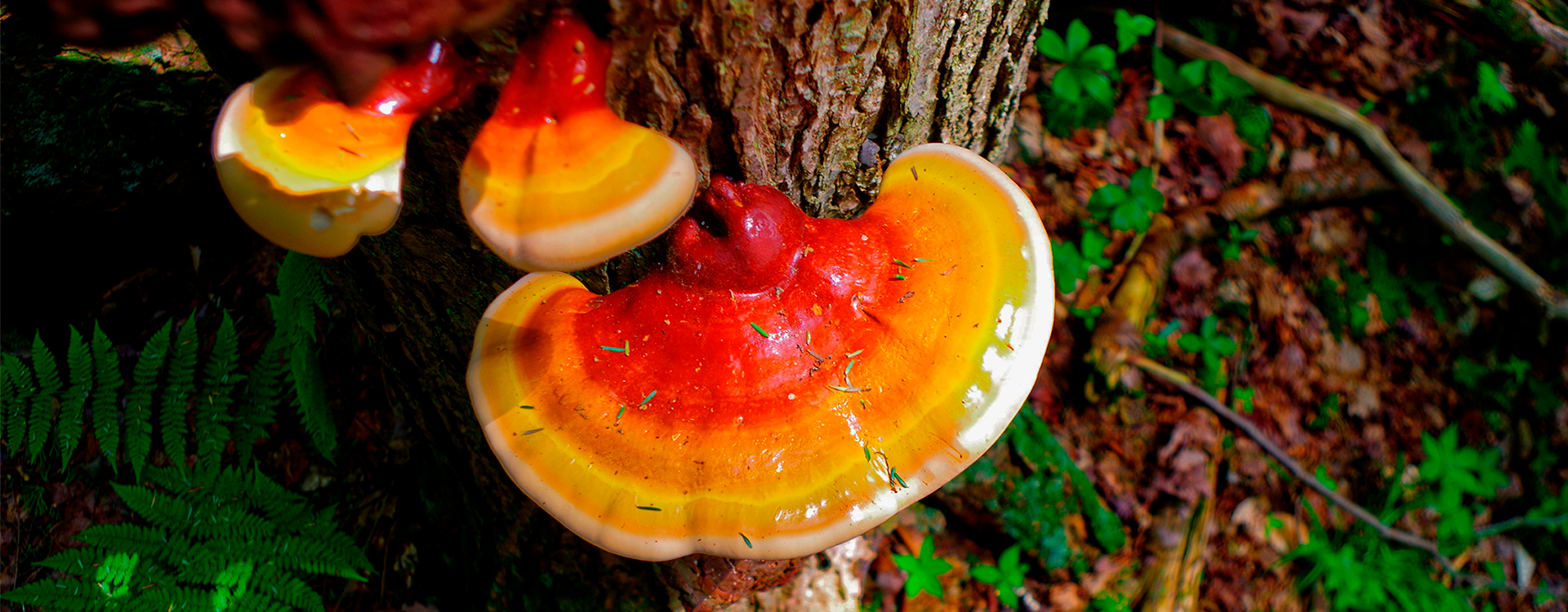 El hongo REISHI es el nuevo superalimento de las celebrities