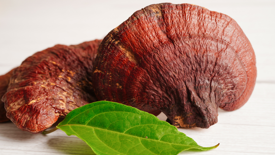 Reishi sistema inmune: fortalece tus defensas de forma natural