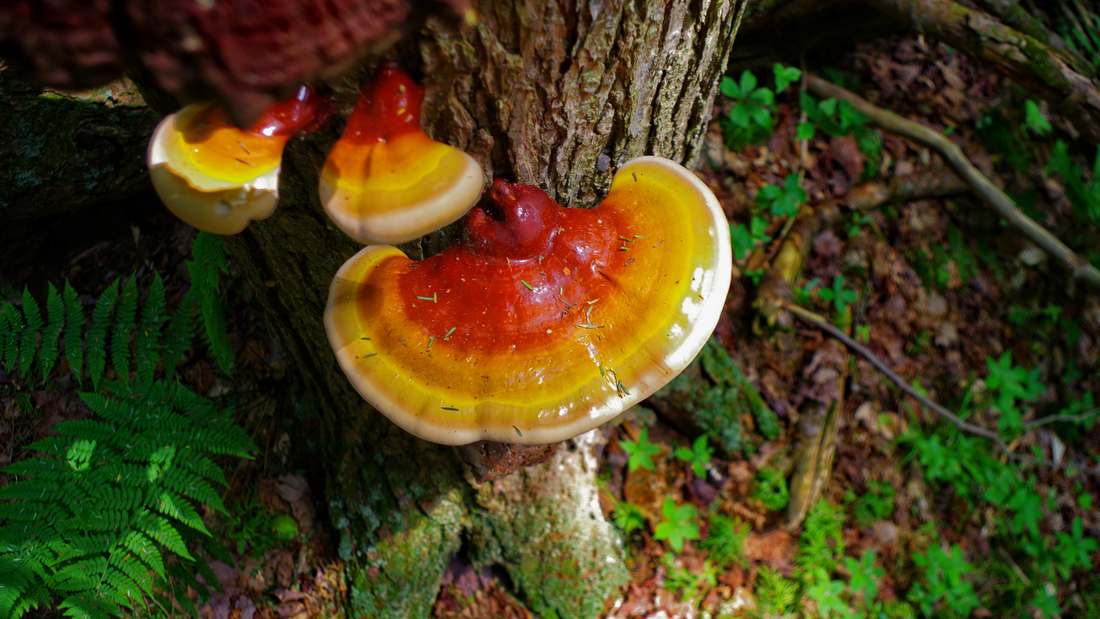 Reishi: el hongo adaptógeno que ayuda al equilibrio del organismo