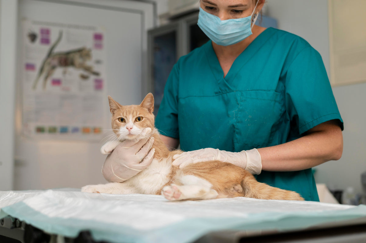 Recuperación postoperatoria en perros y gatos: cómo acompañar la vuelta a la normalidad