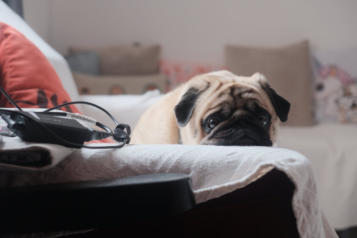 Ansiedad por separación en mascotas: la salud mental que también importa