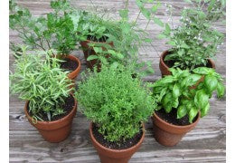 Las 10 plantas aromáticas más nutritivas y digestivas