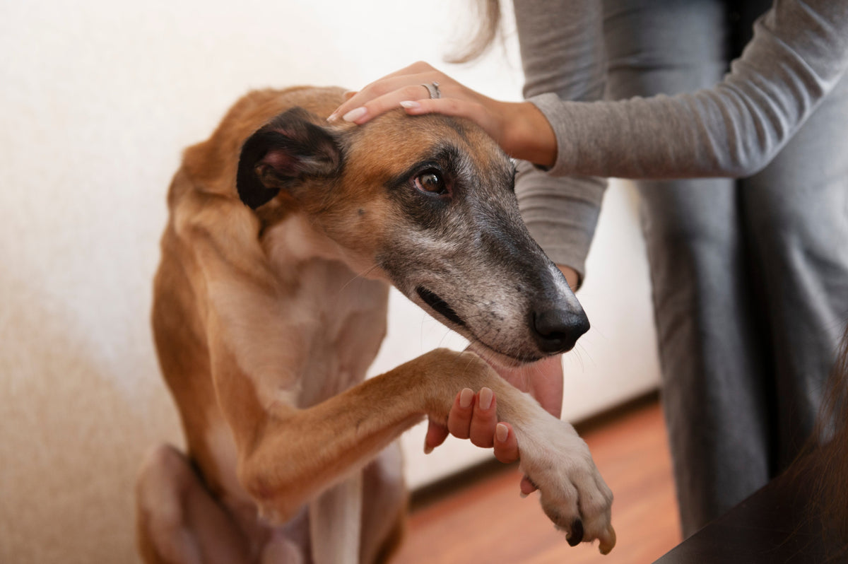 Mi perro tiembla con las tormentas y los petardos: por qué pasa y qué se puede hacer