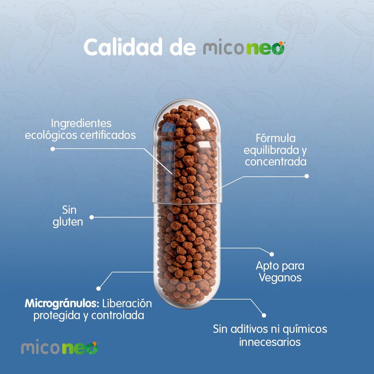 CHAMPIÑON DEL SOL NEO