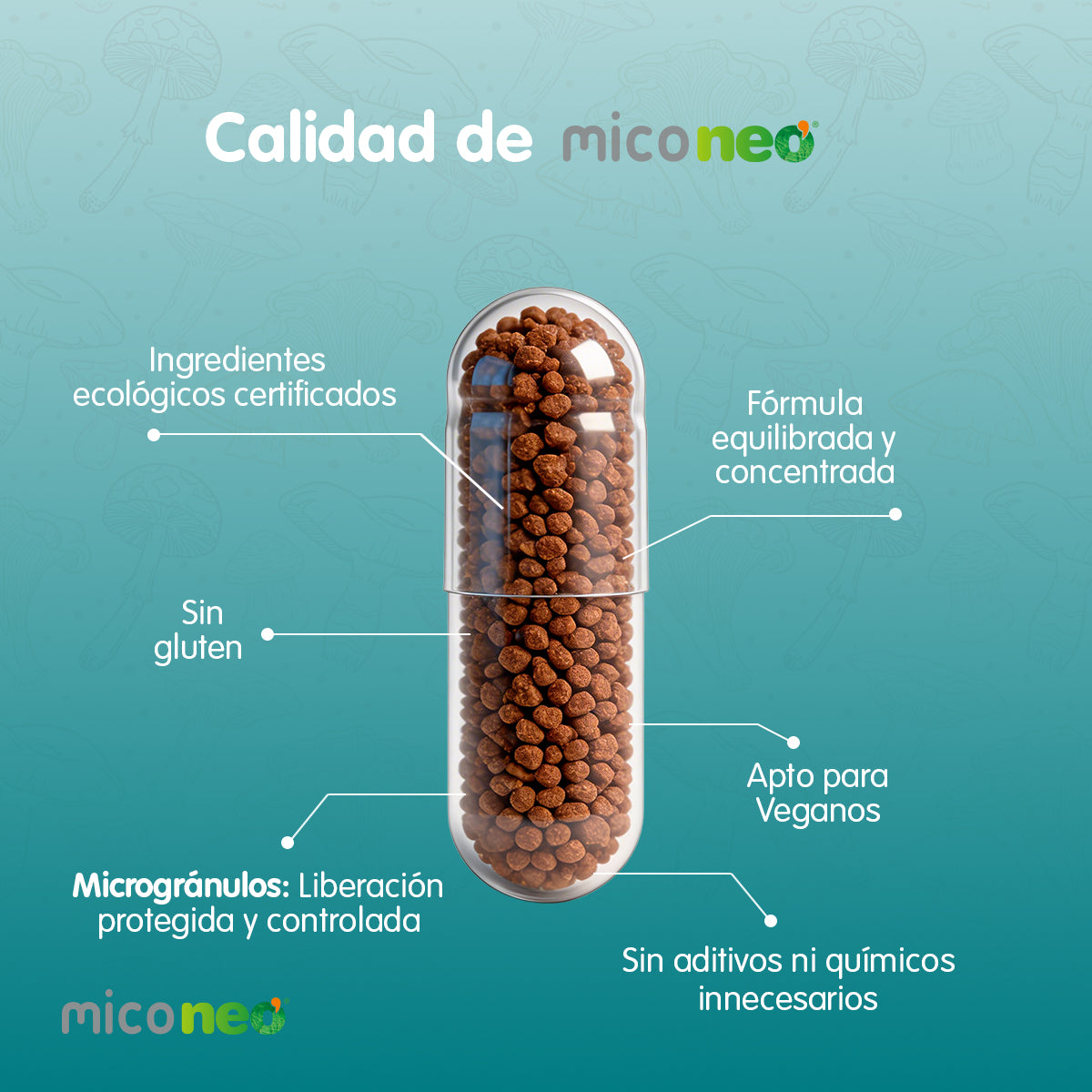 MICONEO INT