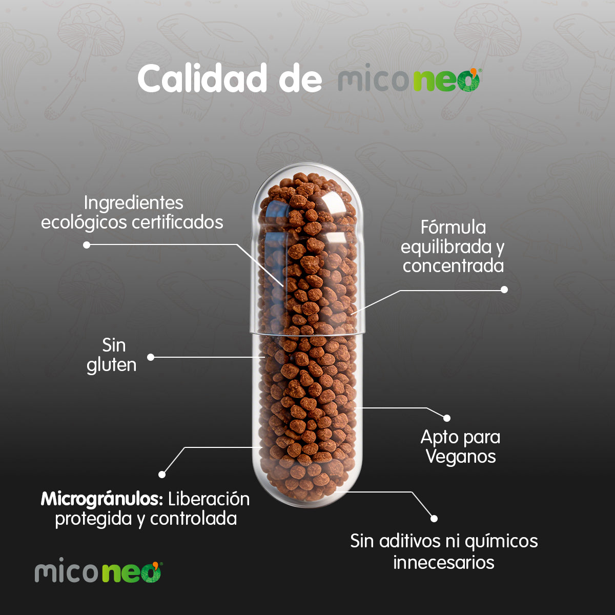 CHAGA NEO