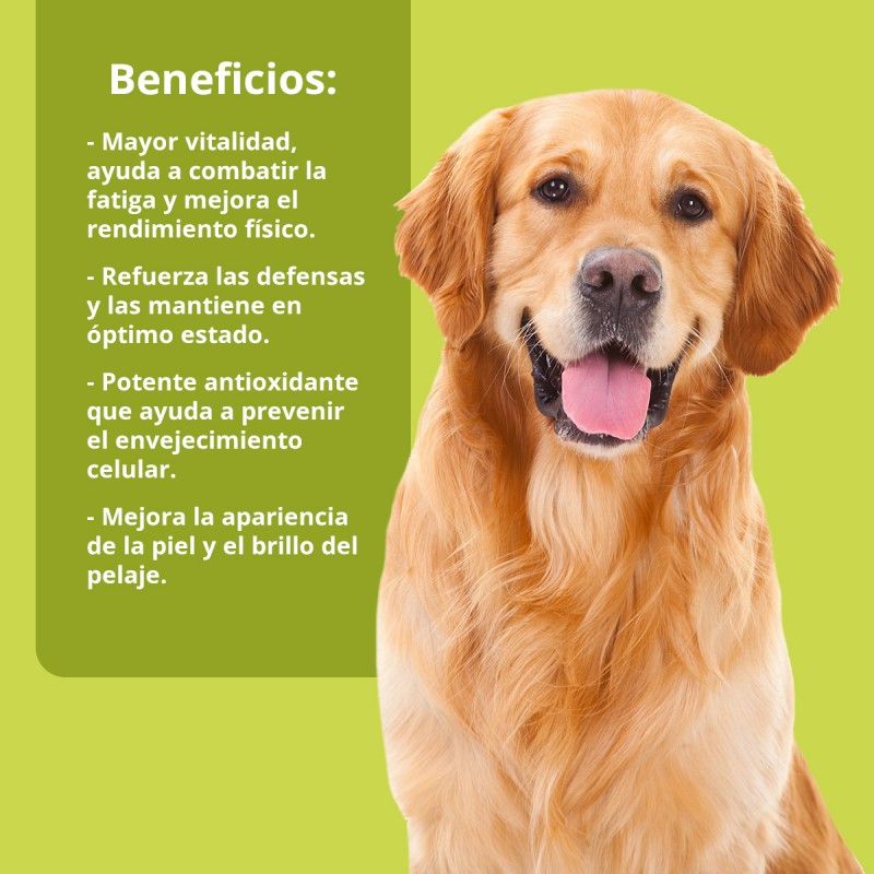 NEO DOGS VITALITY